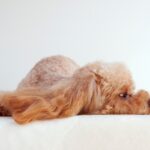犬の『自信を失くした』ときにみせるサイン4選　心が折れてしまった愛犬の気持ちを回復させる方法はあるの？(ブログ)