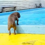 海で溺れてから『水が怖い』と怯える犬→プールでも泳げず、帰ろうとした瞬間…まさかの展開と結末が32万再生「我が子を見ているようで感動」(ブログ)