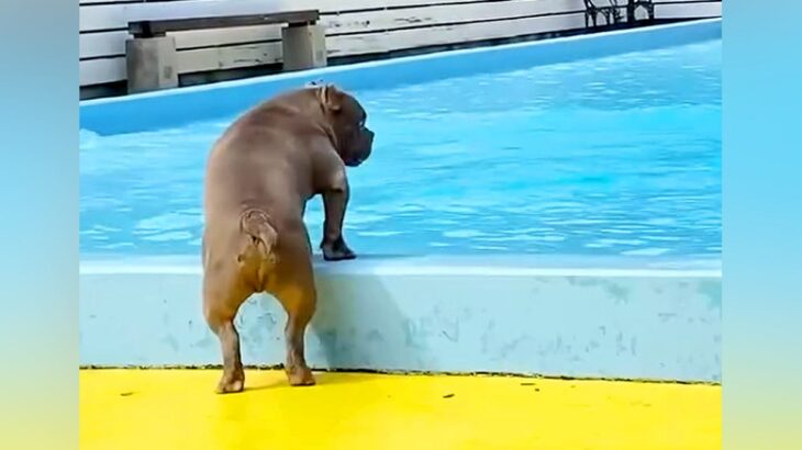 海で溺れてから『水が怖い』と怯える犬→プールでも泳げず、帰ろうとした瞬間…まさかの展開と結末が32万再生「我が子を見ているようで感動」(ブログ)