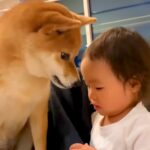 2歳の女の子が危ないことをするので叱った結果→犬が寄ってきて…とんでもなく尊い『まさかの行動』が863万再生　成長したふたりの現在も(ブログ)
