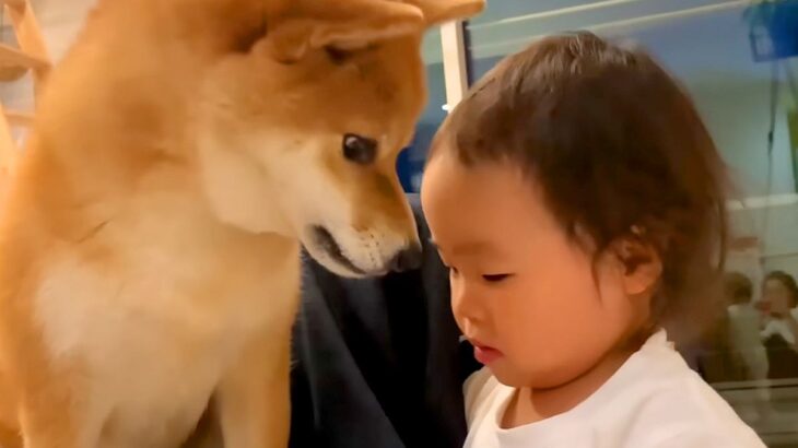 2歳の女の子が危ないことをするので叱った結果→犬が寄ってきて…とんでもなく尊い『まさかの行動』が863万再生　成長したふたりの現在も(ブログ)