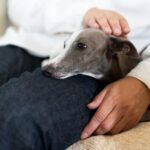 犬がリンパ腫と診断されたら…愛犬と穏やかに過ごすためのヒントとは【獣医師執筆】(ブログ)