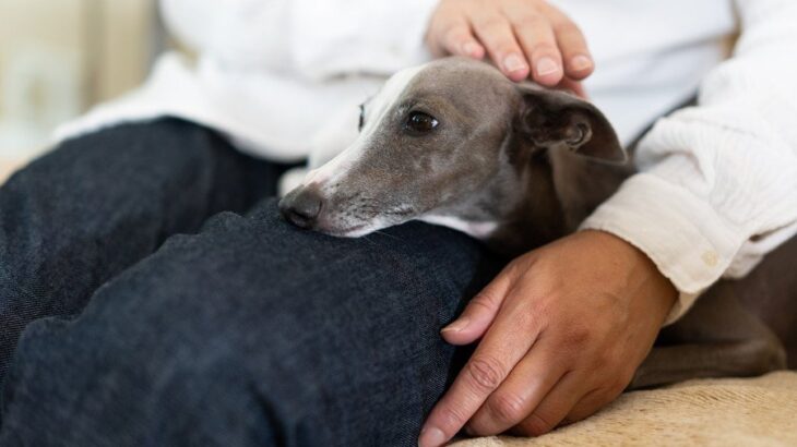 犬がリンパ腫と診断されたら…愛犬と穏やかに過ごすためのヒントとは【獣医師執筆】(ブログ)