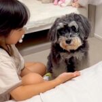 ５歳の女の子が『犬へのお手』に挑戦した結果…とんでもなく尊い『本当の姉妹のような光景』が49万再生「可愛すぎる」「癒された」と絶賛の声(ブログ)