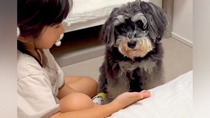 ５歳の女の子が『犬へのお手』に挑戦した結果…とんでもなく尊い『本当の姉妹のような光景』が49万再生「可愛すぎる」「癒された」と絶賛の声(ブログ)