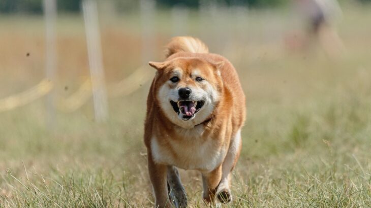 犬が『ヒコーキ耳』をするときの心理5つ　喜んでいるとは限らない？見分けるためのポイントまで(ブログ)