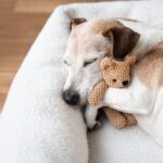 犬がよく『寝る場所』を変える理由4つ　リラックスできる睡眠環境の条件や注意点を解説(ブログ)