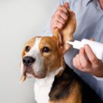 犬に耳掃除をするときの『タブー行為』5選　病気を引き起こす危険なお手入れとは？(ブログ)