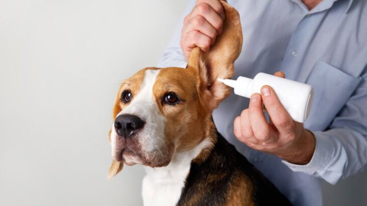 犬に耳掃除をするときの『タブー行為』5選　病気を引き起こす危険なお手入れとは？(ブログ)