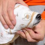 お散歩から帰ってきた犬→タオルで丁寧に体を…愛に溢れている『帰宅後のルーティン』が249万再生「ちゅー可愛すぎ」「まさに相思相愛」と反響(ブログ)