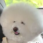 モコモコが限界突破した２匹の犬→プロにカットしてもらった結果…もはやぬいぐるみ？劇的なビフォーアフターが37万再生「イメチェン凄い」(ブログ)