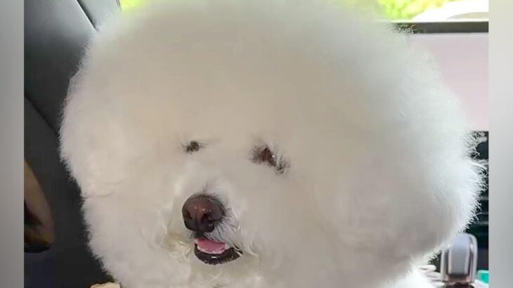 モコモコが限界突破した２匹の犬→プロにカットしてもらった結果…もはやぬいぐるみ？劇的なビフォーアフターが37万再生「イメチェン凄い」(ブログ)