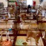 保護犬センターのライブ配信を見ていたら『亡き愛犬そっくりな犬』を発見→会いに行った結果…奇跡のような物語に反響「運命としか」「泣いた」(ブログ)