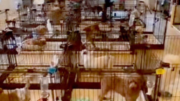 保護犬センターのライブ配信を見ていたら『亡き愛犬そっくりな犬』を発見→会いに行った結果…奇跡のような物語に反響「運命としか」「泣いた」(ブログ)