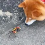 犬の散歩中にカニを発見→『怖がるかな』と思ったら…予想と違う『まさかの反応』が90万再生「見て！って振り返るの可愛すぎ」「会話してそう」(ブログ)