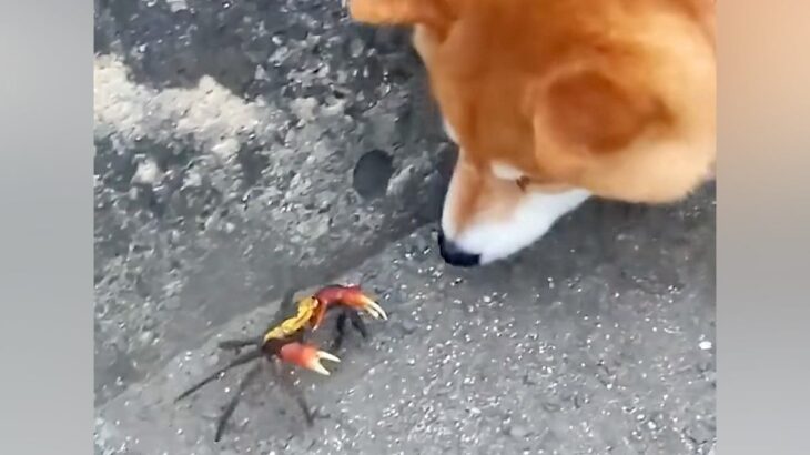 犬の散歩中にカニを発見→『怖がるかな』と思ったら…予想と違う『まさかの反応』が90万再生「見て！って振り返るの可愛すぎ」「会話してそう」(ブログ)