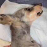 16歳の老犬が亡くなる前日、お兄ちゃんとビデオ通話した結果…涙が止まらない『まさかの行動』に感動「泣いてしまった…」「愛が溢れてる」(ブログ)