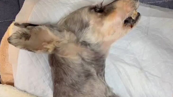 16歳の老犬が亡くなる前日、お兄ちゃんとビデオ通話した結果…涙が止まらない『まさかの行動』に感動「泣いてしまった…」「愛が溢れてる」(ブログ)