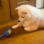 自分用に買った『1000円の鳥のおもちゃ』→犬が気に入ってしまい…まさかの『絶対に触らせてくれない光景』が58万再生「守ってる」「天使」(ブログ)