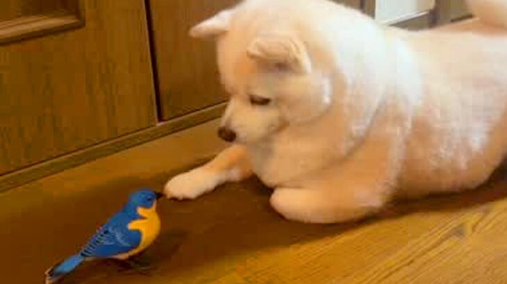自分用に買った『1000円の鳥のおもちゃ』→犬が気に入ってしまい…まさかの『絶対に触らせてくれない光景』が58万再生「守ってる」「天使」(ブログ)