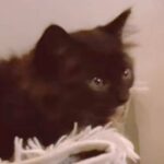 小さな子猫がお家にやって来た結果、犬が…爆笑必至の『まさかすぎる反応』が310万再生「感情を教えてくれｗ」「なんちゅう顔ｗ」と絶賛(ブログ)