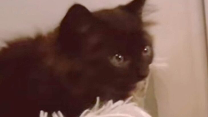 小さな子猫がお家にやって来た結果、犬が…爆笑必至の『まさかすぎる反応』が310万再生「感情を教えてくれｗ」「なんちゅう顔ｗ」と絶賛(ブログ)