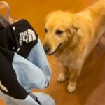 雨の日、快適に散歩できるよう『初めてのカッパ』を着る大型犬→想定外だった『尊い反応』に反響「見た目とのギャップ」「心が持たない」(ブログ)