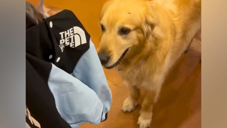 雨の日、快適に散歩できるよう『初めてのカッパ』を着る大型犬→想定外だった『尊い反応』に反響「見た目とのギャップ」「心が持たない」(ブログ)