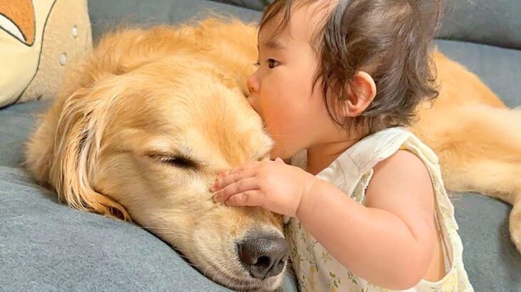 ワンコへの愛が溢れすぎた1歳の女の子→ソファでくつろぐ大型犬に…『まさかの行動』と『愛おしい対応』が38万再生「優しすぎ」「素敵な光景」(ブログ)
