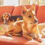 AIで『2匹の犬を擬人化してみた』結果→おじさんになってしまい…笑いが止まらない『衝撃の超展開』に9500いいね「涙出た」「薄毛ｗｗ」(ブログ)