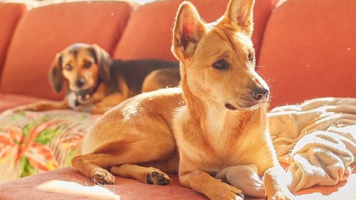 AIで『2匹の犬を擬人化してみた』結果→おじさんになってしまい…笑いが止まらない『衝撃の超展開』に9500いいね「涙出た」「薄毛ｗｗ」(ブログ)