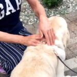 『母に飼うのを反対されていた大型犬』と一緒に帰省した結果…思わず涙がこぼれる『まさかの展開』が21万再生「素敵」「家族っていいな」と反響(ブログ)