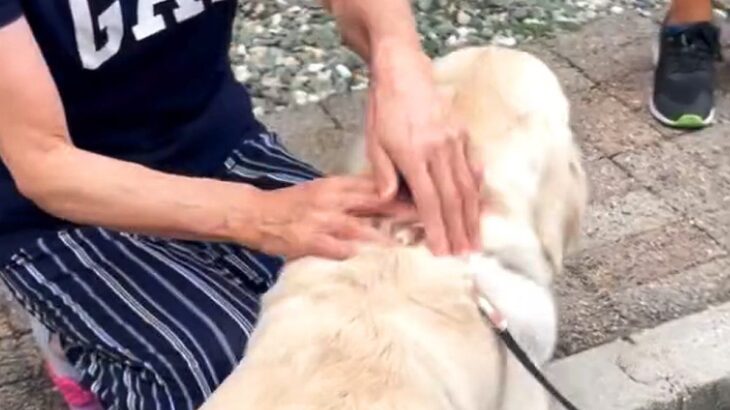 『母に飼うのを反対されていた大型犬』と一緒に帰省した結果…思わず涙がこぼれる『まさかの展開』が21万再生「素敵」「家族っていいな」と反響(ブログ)