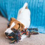 犬がおもちゃに向かって唸るときの理由3つ　考えられる原因から適切な対処法まで解説(ブログ)
