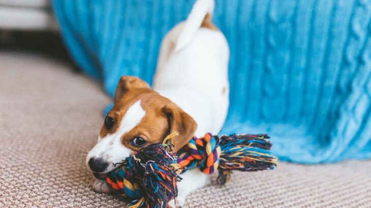 犬がおもちゃに向かって唸るときの理由3つ　考えられる原因から適切な対処法まで解説(ブログ)