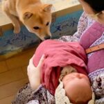出産で9日間の入院→赤ちゃんと一緒に帰ったら、犬が…あまりにも愛おしい『熱烈大歓迎の様子』が14万再生「最高の兄妹になる」「嬉しそう」(ブログ)