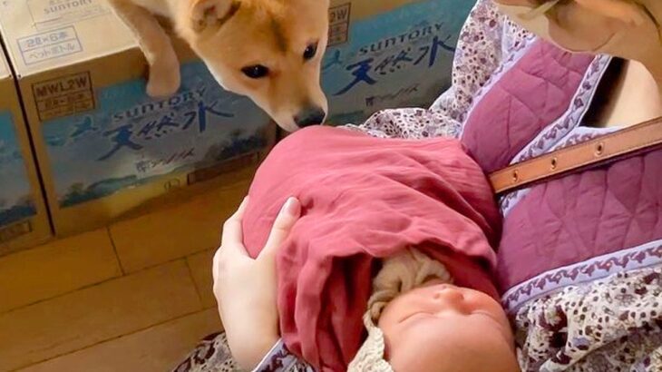 出産で9日間の入院→赤ちゃんと一緒に帰ったら、犬が…あまりにも愛おしい『熱烈大歓迎の様子』が14万再生「最高の兄妹になる」「嬉しそう」(ブログ)