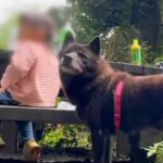 小さな女の子が犬と一緒に山登り→パパがトイレに行った結果…泣けるほど尊い『番犬すぎる行動』が79万再生「守ろうと…」「家族想い」と反響(ブログ)