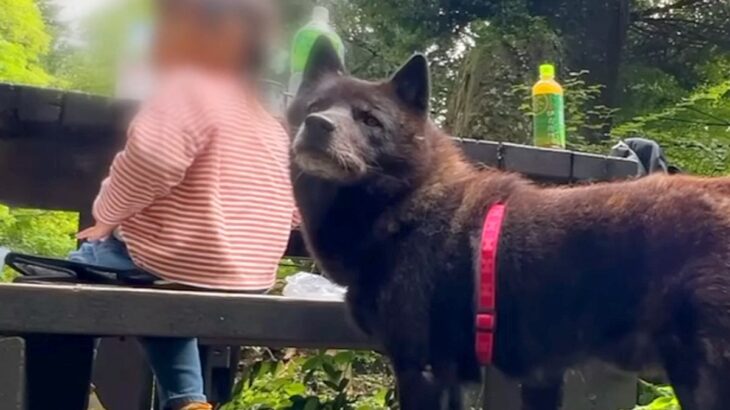 小さな女の子が犬と一緒に山登り→パパがトイレに行った結果…泣けるほど尊い『番犬すぎる行動』が79万再生「守ろうと…」「家族想い」と反響(ブログ)