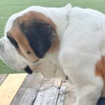 お友だちと一緒に遊びまくった超大型犬→『疲れたなあ』と近づいてきて…自分の大きさを理解していない光景が55万表示「子犬と思ってるｗ」(ブログ)