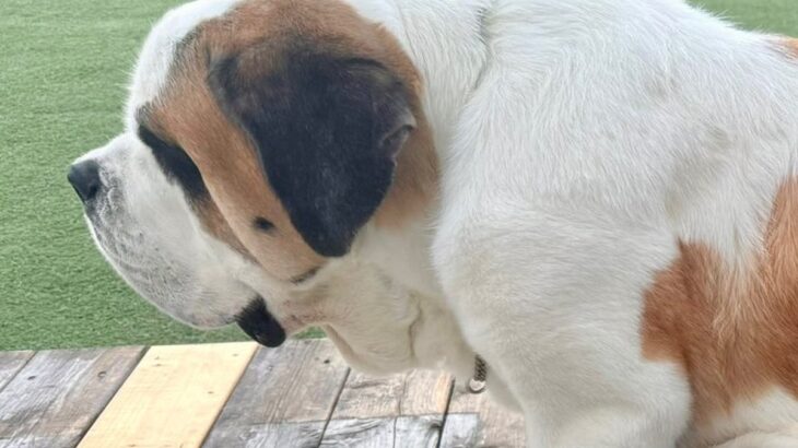 お友だちと一緒に遊びまくった超大型犬→『疲れたなあ』と近づいてきて…自分の大きさを理解していない光景が55万表示「子犬と思ってるｗ」(ブログ)