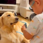 男の子のサングラスを奪った大型犬→困り果ててしまい…あまりにも平和な『尊い攻防戦』と結末が73万再生「幸せな光景」「巨大権力ｗ」と絶賛(ブログ)