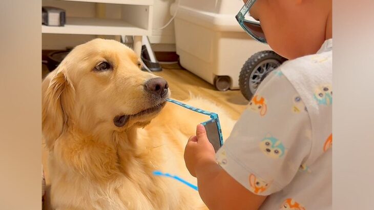 男の子のサングラスを奪った大型犬→困り果ててしまい…あまりにも平和な『尊い攻防戦』と結末が73万再生「幸せな光景」「巨大権力ｗ」と絶賛(ブログ)