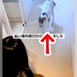 13日間の新婚旅行中、母に犬を預けた結果→『忘れられているかな』と思ったら…感動的な『再会の瞬間』に反響「寂しかったんだ」「耳かわいい」(ブログ)