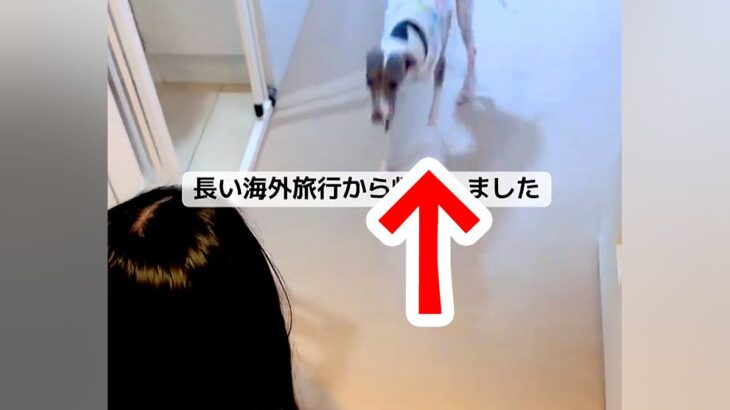 13日間の新婚旅行中、母に犬を預けた結果→『忘れられているかな』と思ったら…感動的な『再会の瞬間』に反響「寂しかったんだ」「耳かわいい」(ブログ)