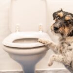 犬が『飼い主のトイレ前で待機する』理由5選　ずっと待ち続けているけど放っておいて大丈夫？(ブログ)