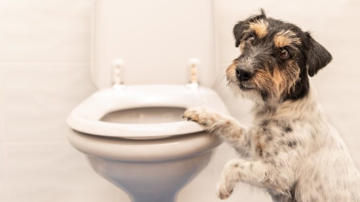 犬が『飼い主のトイレ前で待機する』理由5選　ずっと待ち続けているけど放っておいて大丈夫？(ブログ)