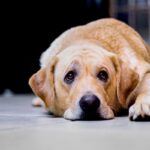 犬が『しょんぼり』しているときに考えられる理由6選　愛犬のテンションをあげるための簡単な方法とは？(ブログ)