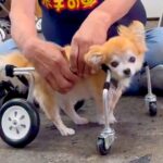 16歳のおばあちゃん犬に『オーダーメイドの車椅子』をあげた結果…思わず涙が出る『感動的な反応』に反響「笑顔に…」「お散歩楽しんでね」(ブログ)