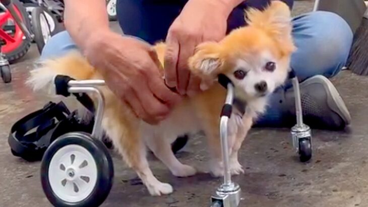 16歳のおばあちゃん犬に『オーダーメイドの車椅子』をあげた結果…思わず涙が出る『感動的な反応』に反響「笑顔に…」「お散歩楽しんでね」(ブログ)